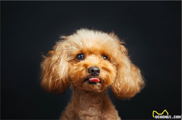 教会泰迪这个基本训练，能让你的养狗生活轻松很多