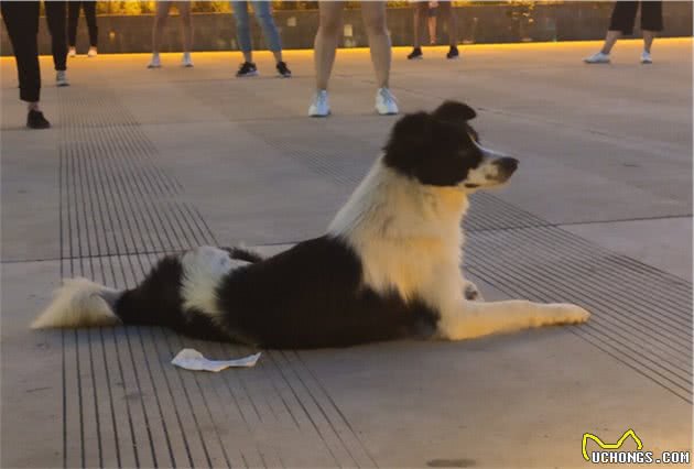 新手铲屎官，第一次养狗，选择公狗好还是母狗好？