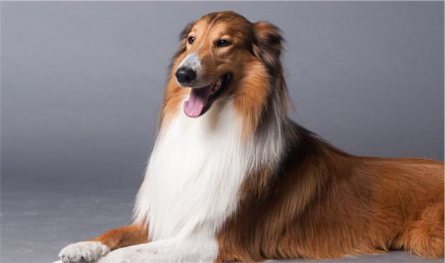苏格兰牧羊犬是聪明的狗狗吗？如果你也有这个疑问...