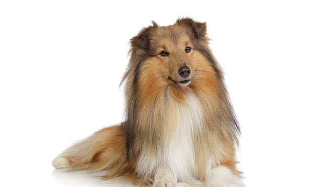 苏格兰牧羊犬是聪明的狗狗吗？如果你也有这个疑问...