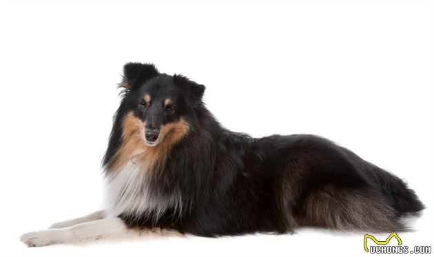 苏格兰牧羊犬是聪明的狗狗吗？如果你也有这个疑问...