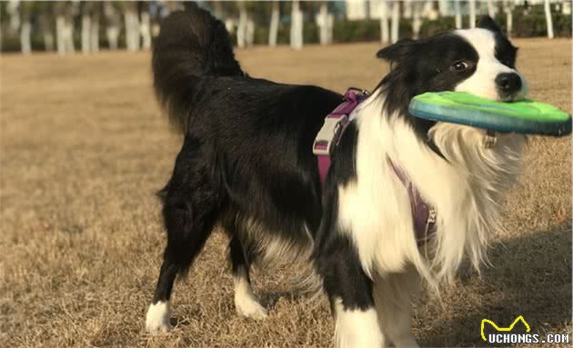 秋冬季边牧狗狗流鼻涕要怎么办？