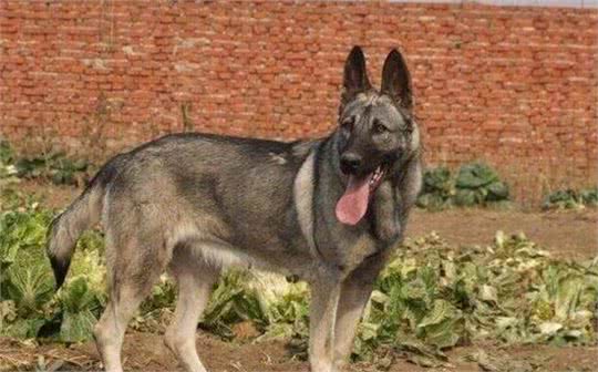 养“狼青犬”的5大坏处，看完你还敢养吗？