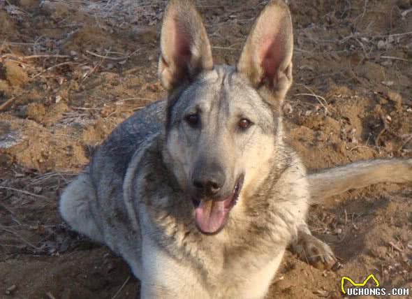 养“狼青犬”的5大坏处，看完你还敢养吗？