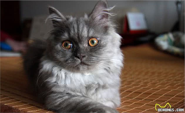 金吉拉猫、褴褛猫、伯曼猫等多种漂亮的长毛猫，它们都有什么特点