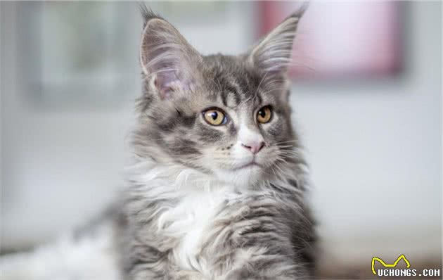 金吉拉猫、褴褛猫、伯曼猫等多种漂亮的长毛猫，它们都有什么特点