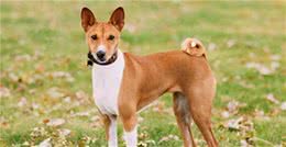 最怕冷的5种“中小型犬”，冬天一到，记得少外出