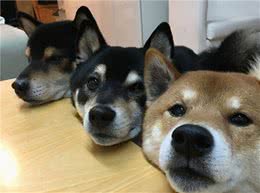 狗狗名字别乱喊，不然小心它不认主