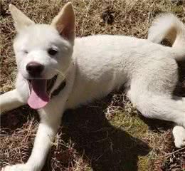 在本土不受待见的中华田园犬出国后竟然“大翻身”