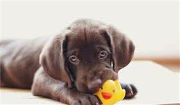 不要以为狗狗不会骗人，它们的智商，足够让它们尝试欺骗主人