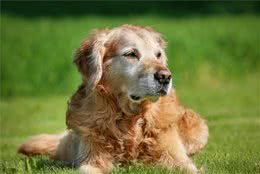 五个行为，让你及早知道狗狗是否有关节炎，有病尽早治