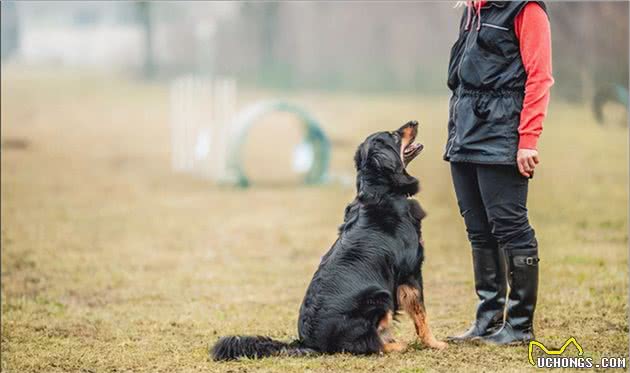 狗狗满眼是你，通常都会有这些小举动