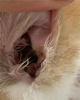 沈阳和宠记：关于猫狗耳螨那些事