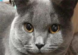 英国短毛猫和卡尔特猫，傻傻分不清楚