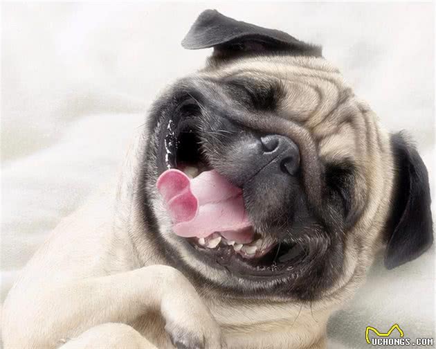 想要养狗，不如考虑下巴哥犬，好养又不贵