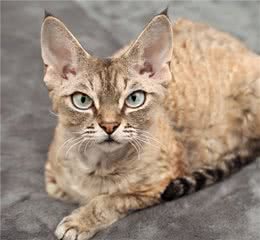猫咪品种篇：德文卷毛猫
