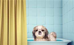 注意！狗狗这几个洗澡误区，或许你正在犯
