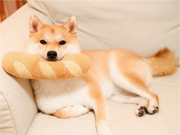 秋田犬和柴犬分不清楚？其实可以这样区分