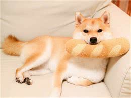 秋田犬和柴犬分不清楚？其实可以这样区分