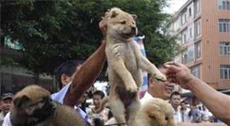 老祖宗挑狗术，记住这几个秘诀，就能选到一只好狗