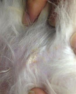宠物皮肤瘙痒