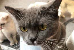 为什么很少有人养暹罗，暹罗猫有啥特别