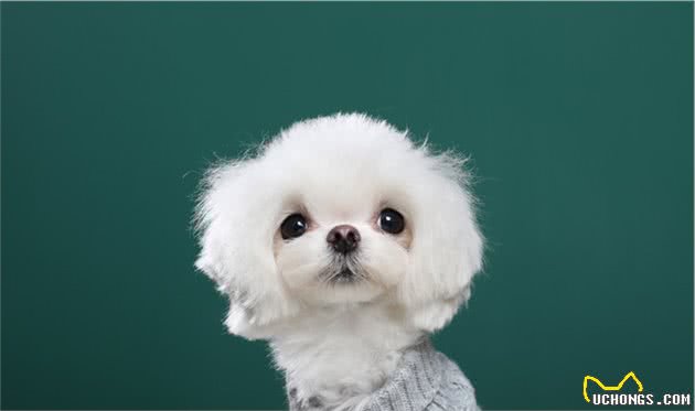 犬行为学—影响犬行为的因素其实并不简单