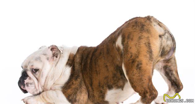 犬行为学—影响犬行为的因素其实并不简单