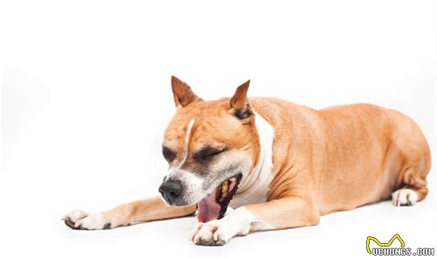 犬行为学—影响犬行为的因素其实并不简单