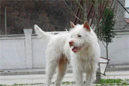 下司犬，你可能不知道的中国猎犬