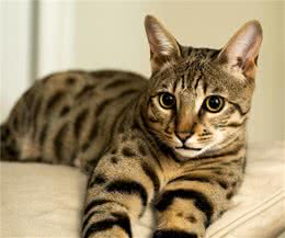 猫咪品种篇：萨凡纳猫