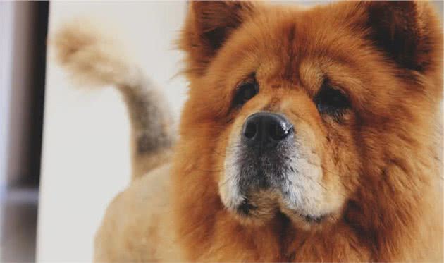 世界上十大美丽的狗品种，中国犬种上榜