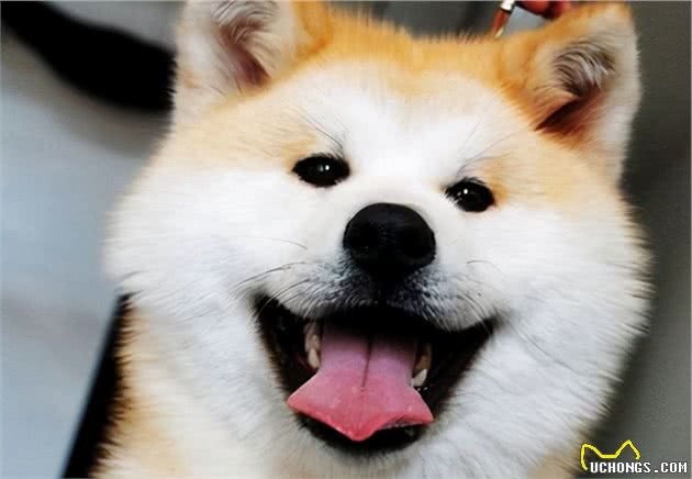 不愿意养秋田犬的6大原因，看完你就懂了