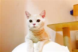 要想猫狗健康，只需做到这3点—论猫狗锻炼的重要性