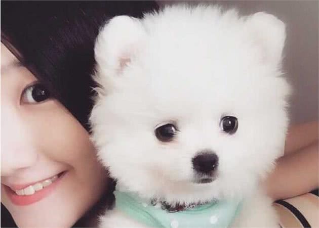 这样养博美犬，是在缩短它们的寿命，你做过几件？