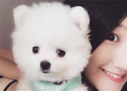 这样养博美犬，是在缩短它们的寿命，你做过几件？