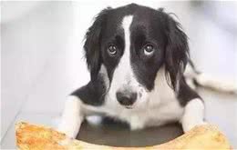 狗狗吃骨头安全吗？
