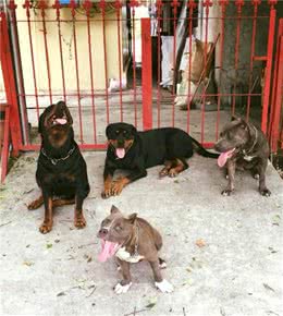 体重最小的“恶犬”，长大后身材却如此健硕，主人：超有安全感