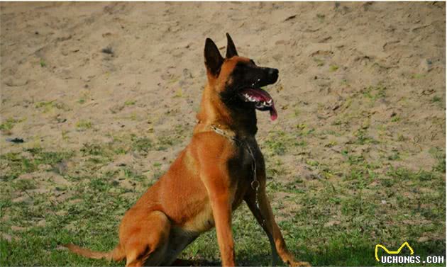 养马犬，不遛狗的六大后果，狗狗一天遛多少次才正确？