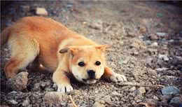 库房养了条“恶犬”看家，小姐姐走近后哭笑不得！网友：太吓人了