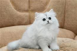 金吉拉猫的优缺点，你知道的有哪些呢？