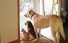 如果狗狗喜欢对你做“这5个动作”，说明它很“爱你”，你很幸福