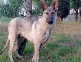 养狼青犬的5大「危害」，看完你还敢养吗？