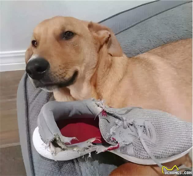 狗狗犯错后会有什么行为，真是戏精般的狗生