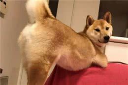 狗狗喜欢互闻屁股，并不是你们想的那样“污”