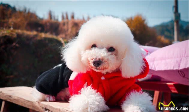 养泰迪犬，宠主需要注意这几个问题，不然可能会害了它