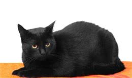 黑猫越来越少人养，原来是这6个原因