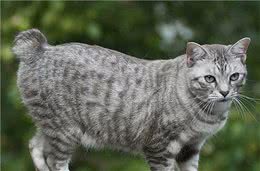 新手养猫|美国短尾猫基本知识
