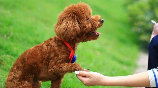 你家泰迪犬睡在哪里？看5大“睡觉位置”，就能知道它爱不爱你