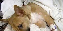 想要狗狗肠胃健康，这6件事不能犯，容易缩短寿命